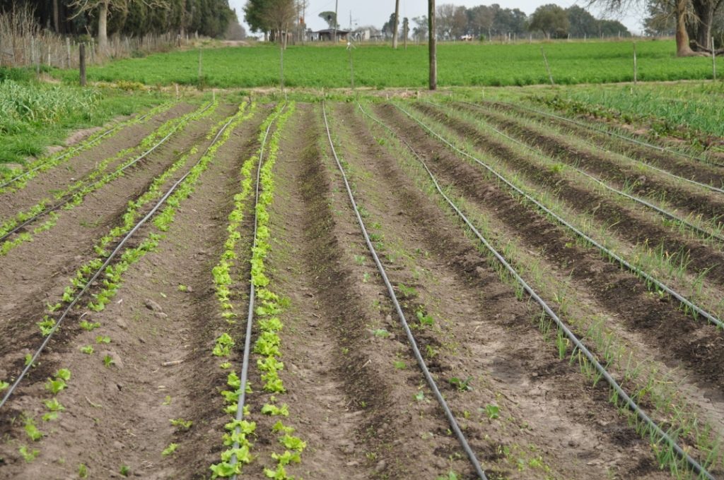 sistema de riego por goteo agricola