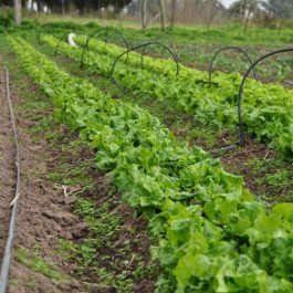 riego por goteo de lechuga